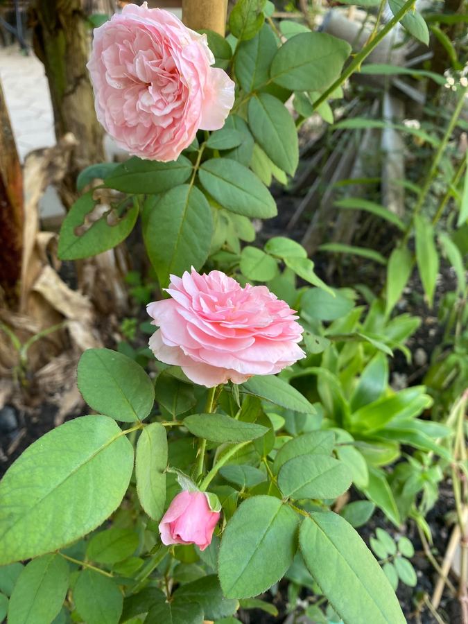 Bloom Garden Bed & Breakfast
