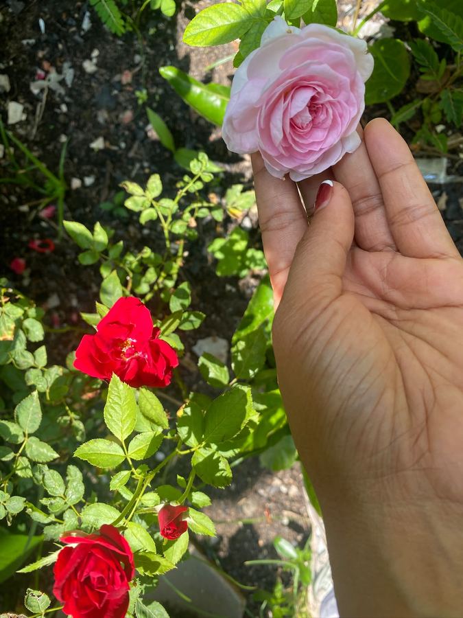 Bloom Garden Bed & Breakfast