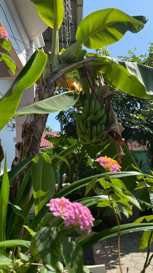 Bloom Garden Bed & Breakfast
