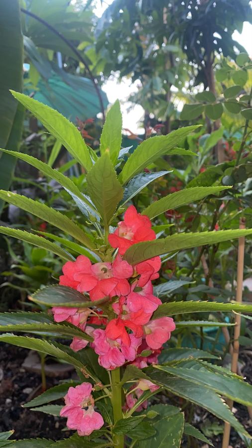 Bloom Garden Bed & Breakfast