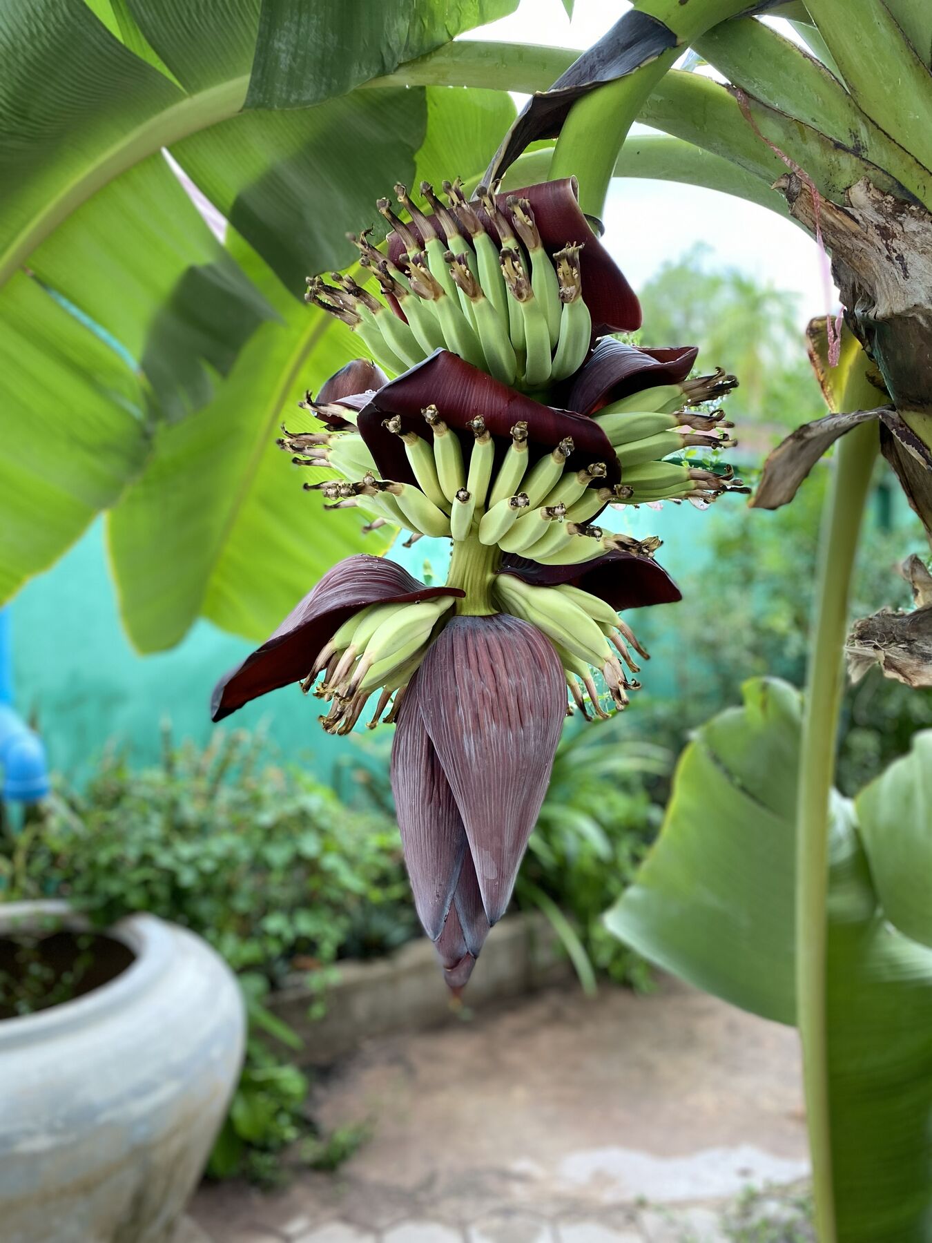 Banana flower hanging in the garden