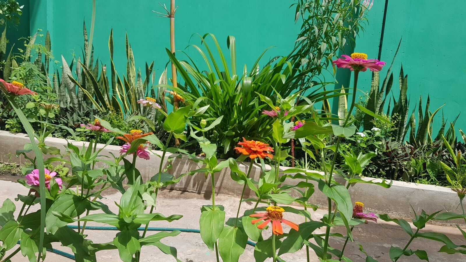 Bloom Garden courtyard with tropical trees