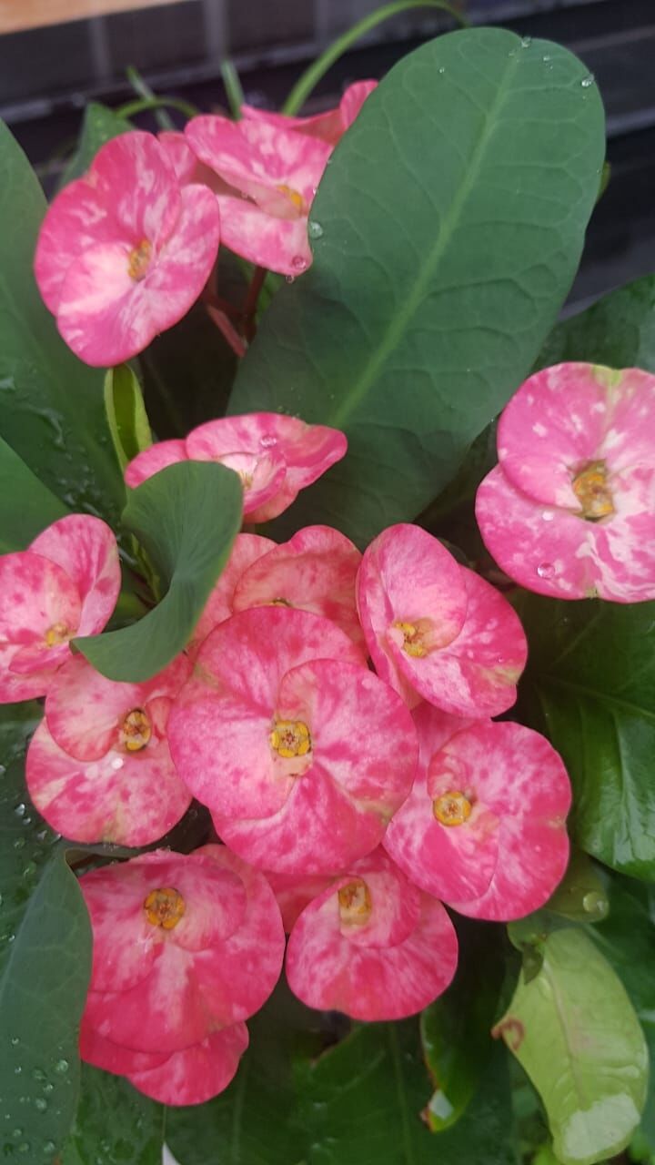 Close-up of pink crown-of-thorns flowers