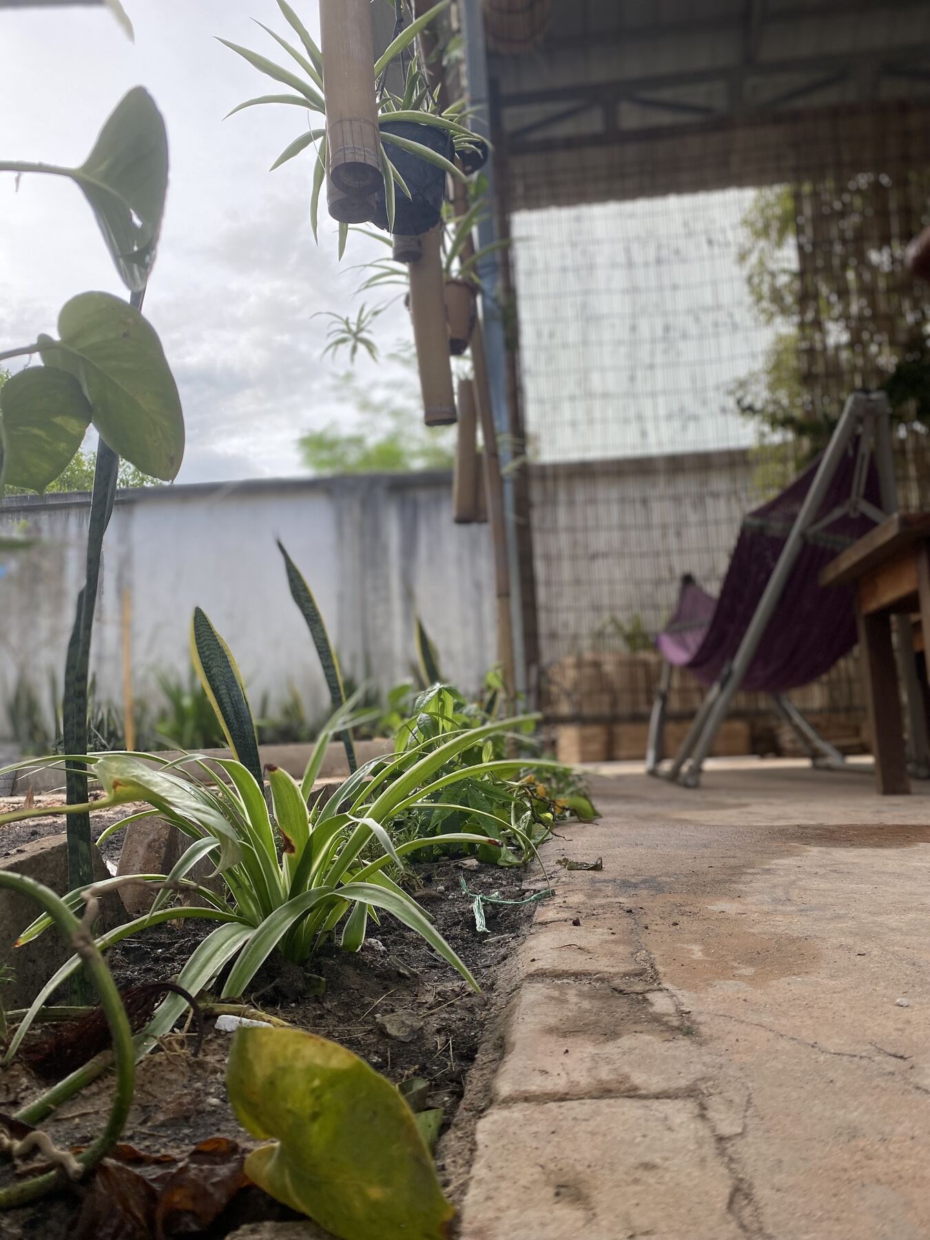 Garden path and hammock corner